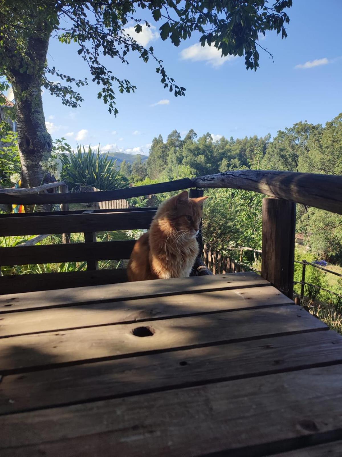 Alojamento Casa Do Cabeco Alombada Macinhata do Vouga Bagian luar foto